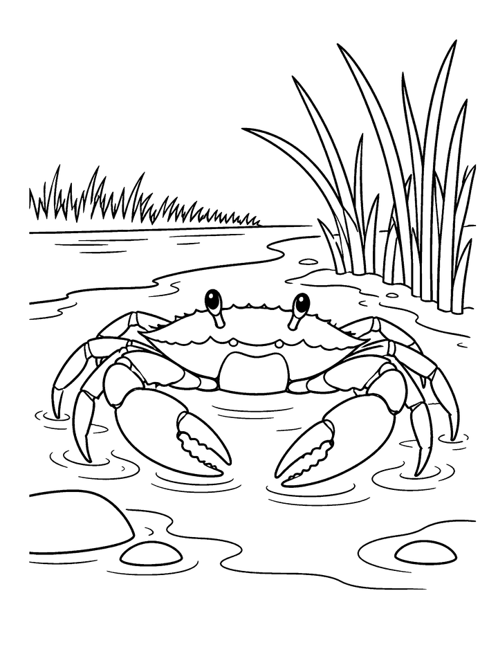 Line drawing of a blue crab in a shallow tidal pool.