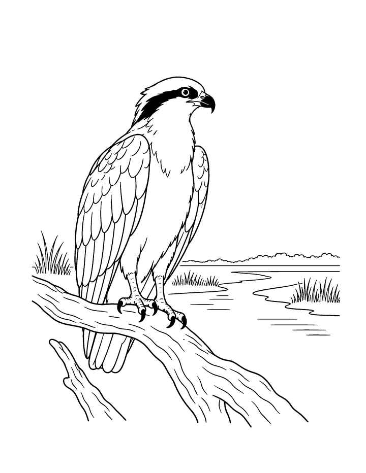 Line drawing of an osprey perched on a branch above a marsh creek.